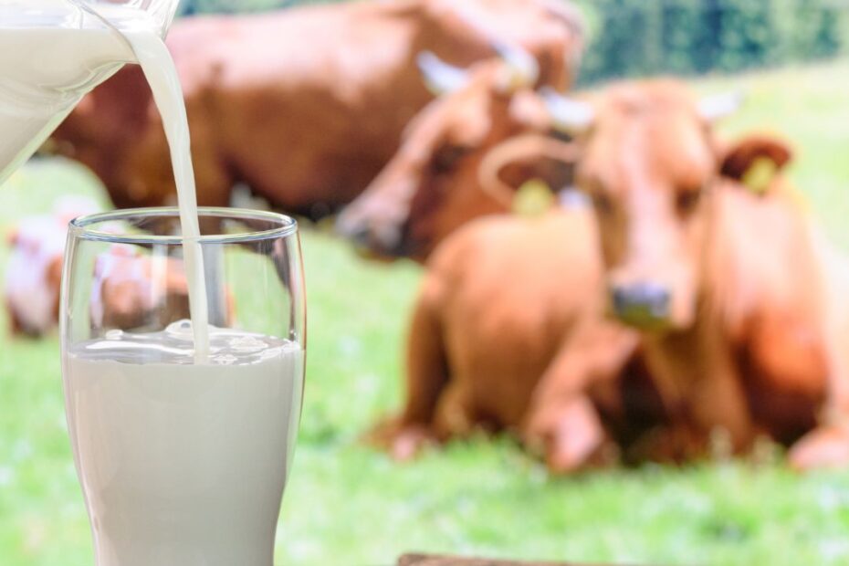 Swiss Milk Wettbewerb 2024
